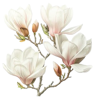 magnolia wellbeing logo 300x317 tr