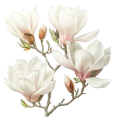 magnolia wellbeing logo 300x317 tr